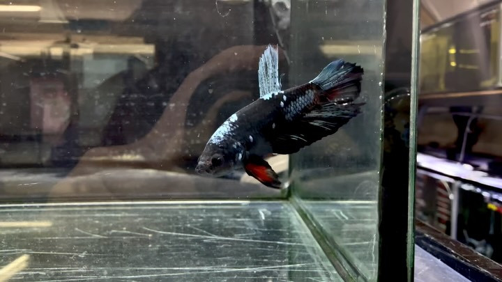 ベタ  ネビュラゴールデンブルー 