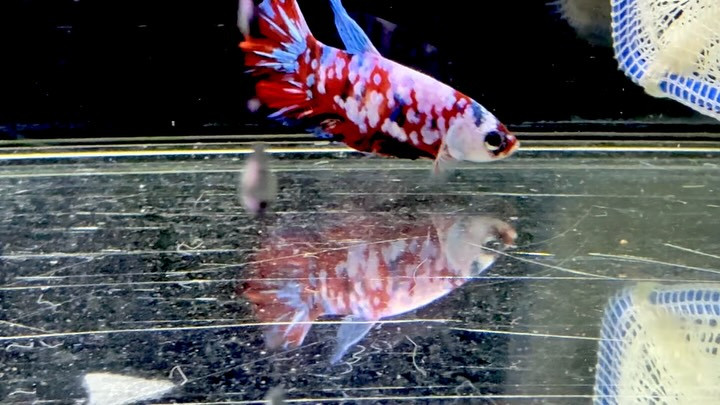 ⁡ベタ サクラギャラクシー ①