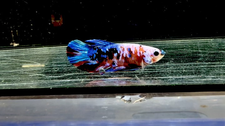 ベタ サクラギャラクシー ②