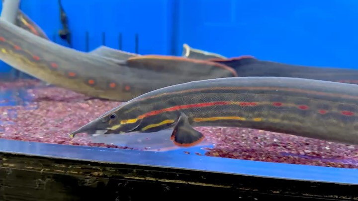 ファイヤースパイニーイール 45cm±