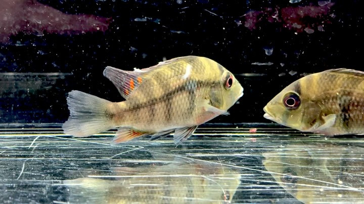 カメルーン直輸入便にて中央アフリカ産の