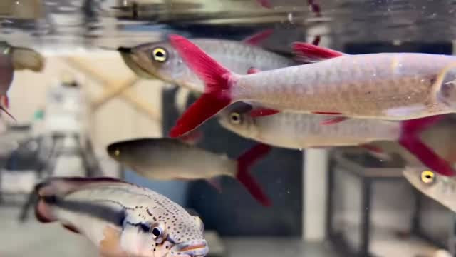 代表お気に入りの南米水槽𓆛𓆜𓆝𓆞𓆟