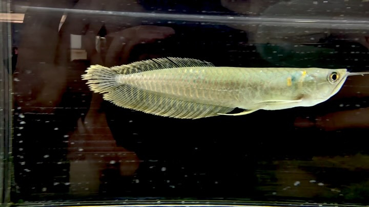 シルバーアロワナ 15cm±  ブリード