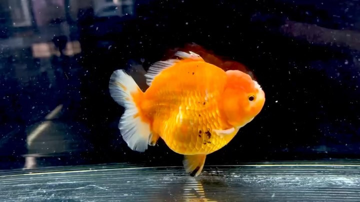 ローズテールオランダ  14cm±