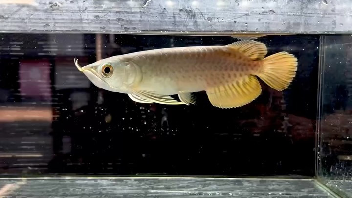 バンジャールレッドアロワナ  17cm