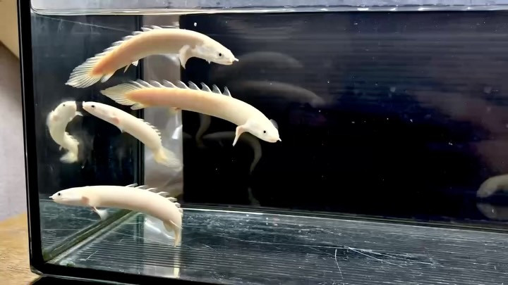 Po.セネガルス リューシ  12cm±