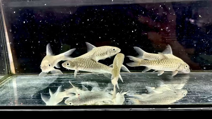 トール ドゥロネンシス  12cm±