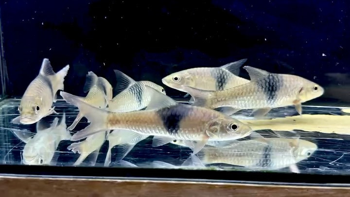 ハンパラ サバナ  11〜12cm前後