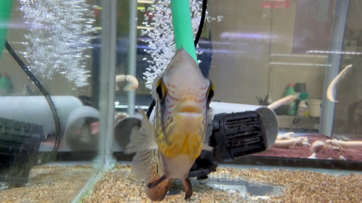 ヘロス セベルス