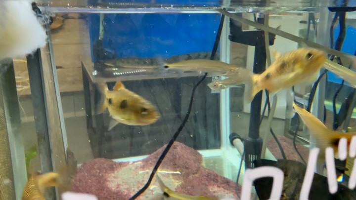 カミソリみたいなコイの仲間！