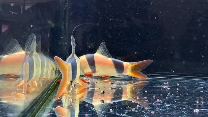 クラウンローチ　7〜8cm±