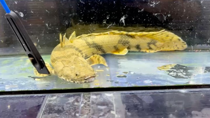 新入荷✨Po.エンドリケリー ダボラ ギニア便 38cm
