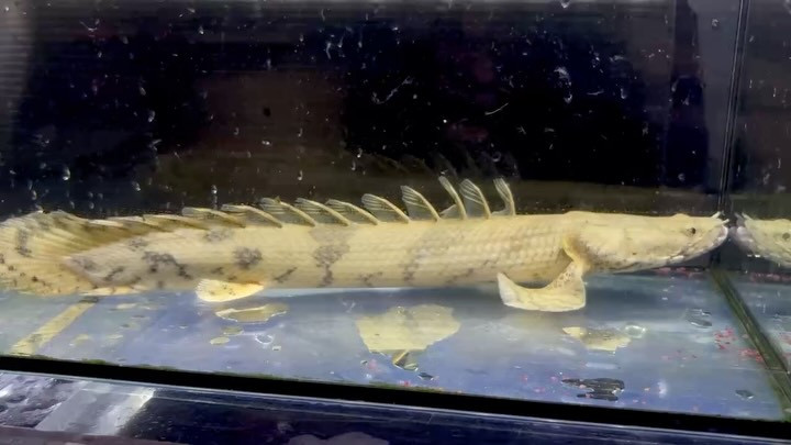 新入荷✨Po.エンドリケリー ダボラ ギニア便 34cm③