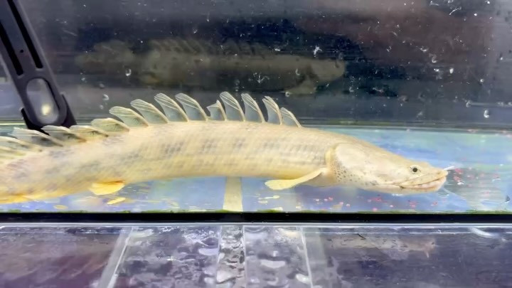 新入荷✨Po.アンソルギー ギニア便 29cm①