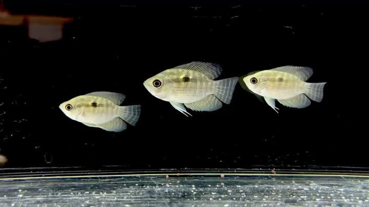 カエトブランコプシスオルビクラリス 4cm±