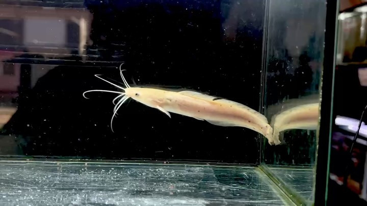 クラリアス　ガリエピニス①14.5cm±