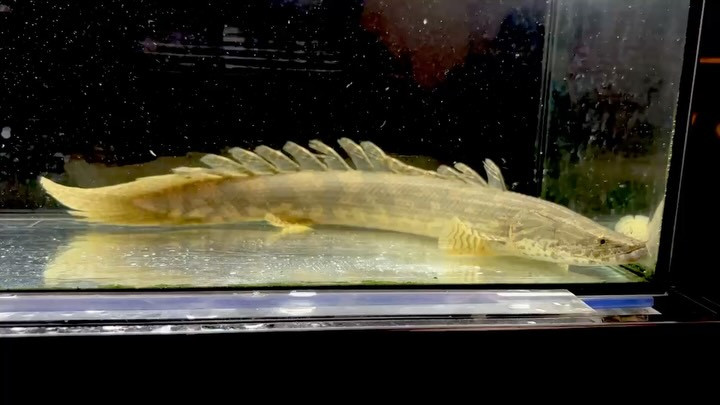 Po.ラプラディ ギニア産③36cm
