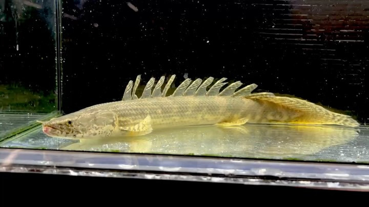 Po.ラプラディ ギニア産④35cm