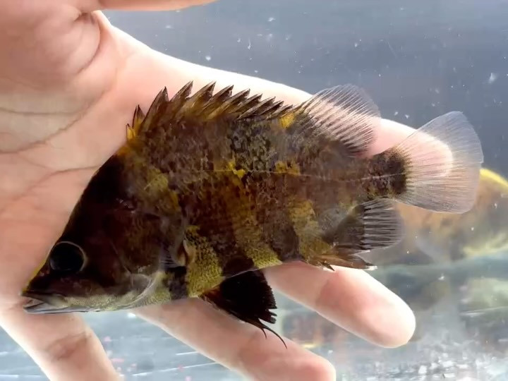 ニューギニアダトニオ 12〜13cm前後
