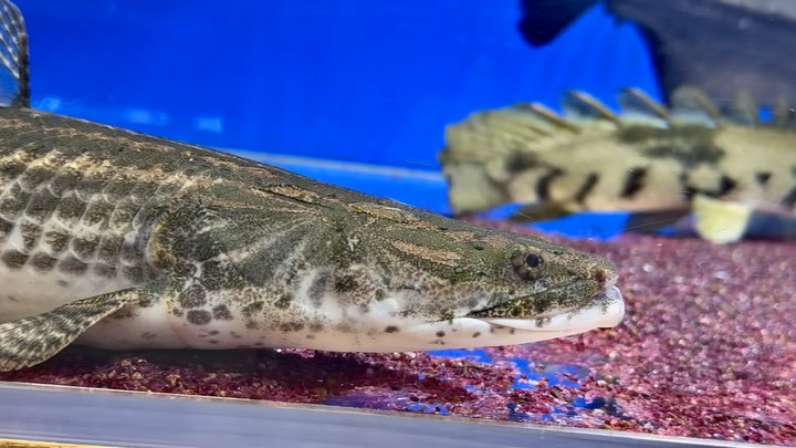 po.sp.ナイジェリア 65～70cm±
