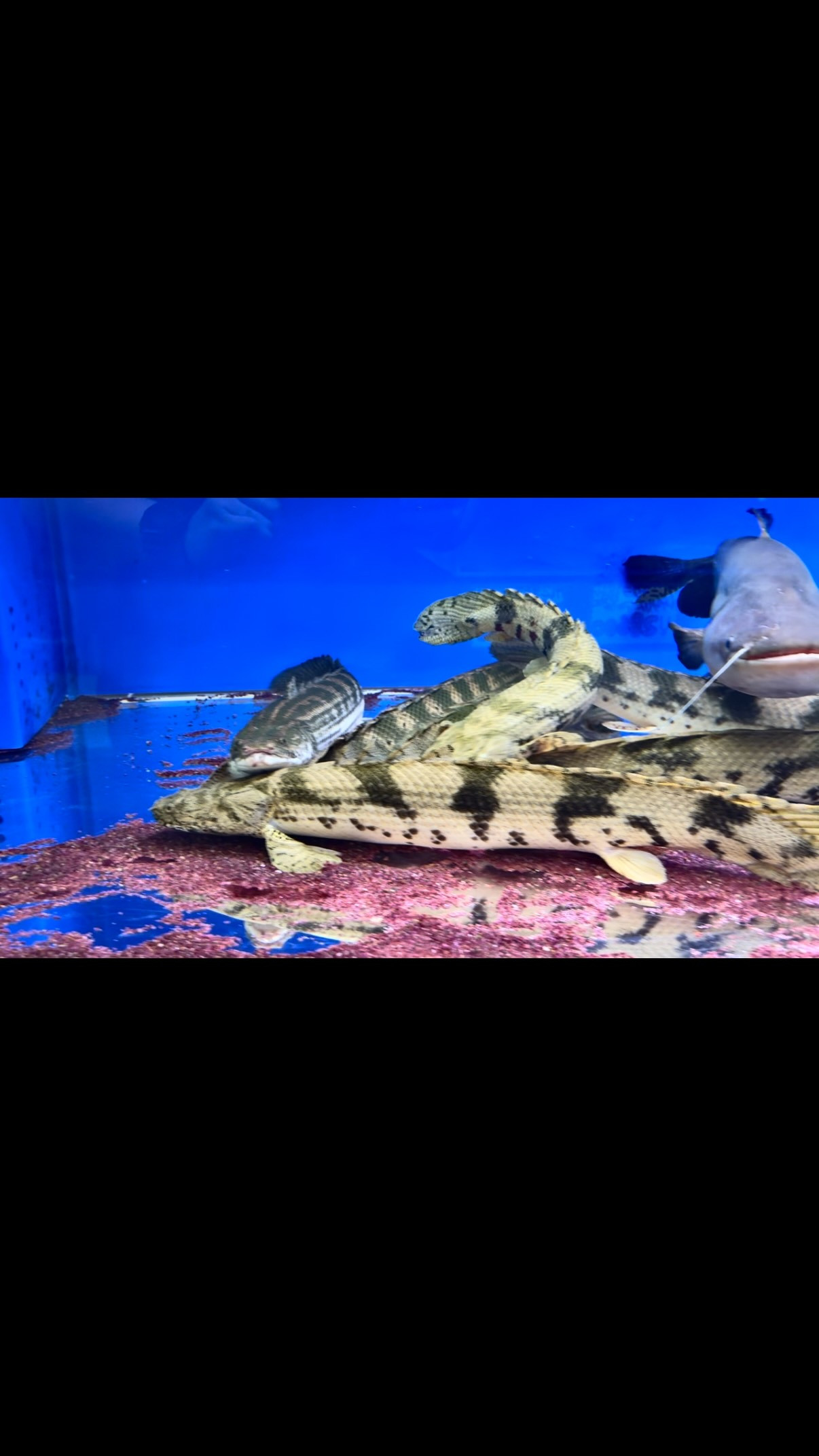 13〜15cm前後の真アジの食後…