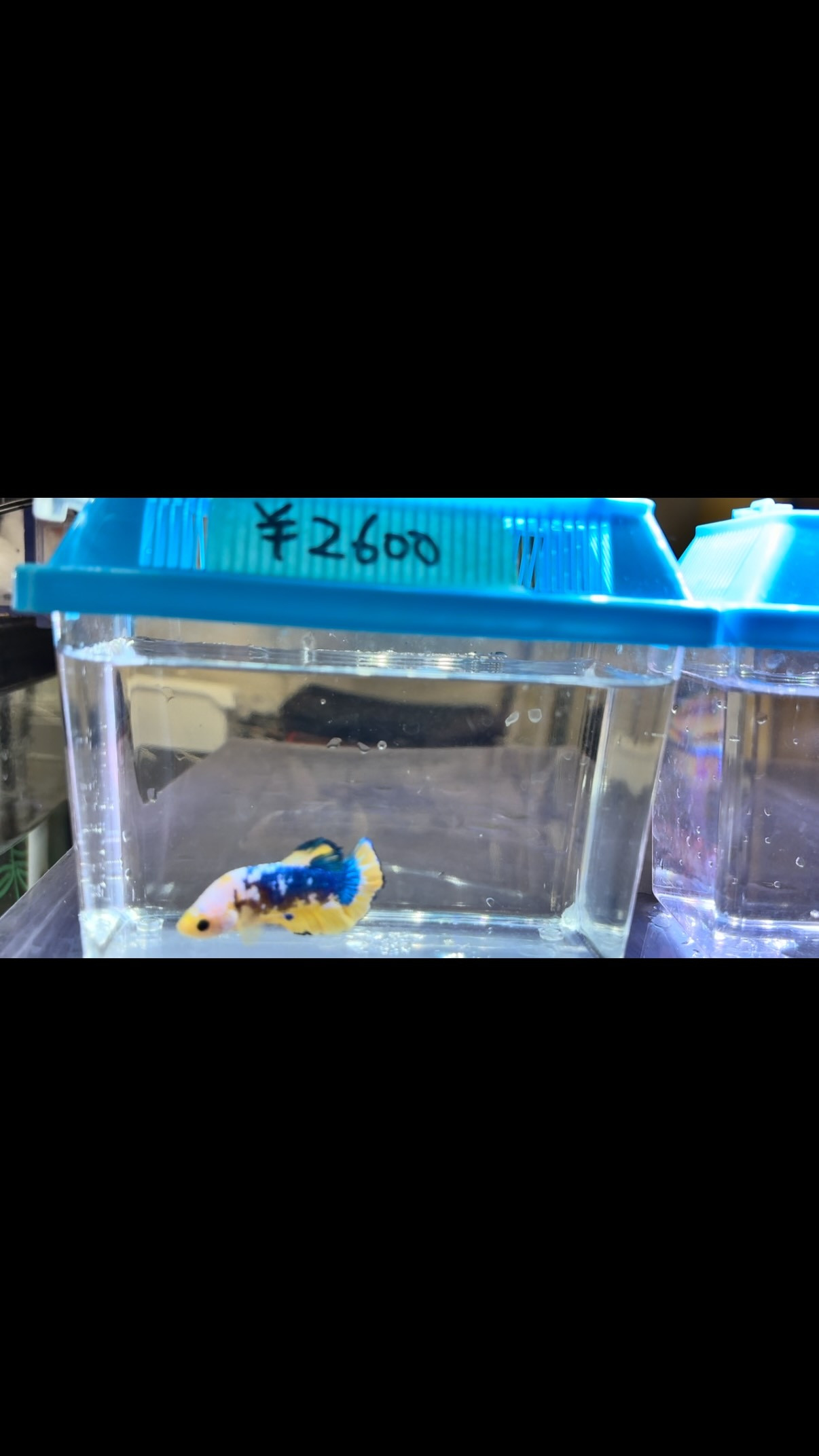 ベタ各種