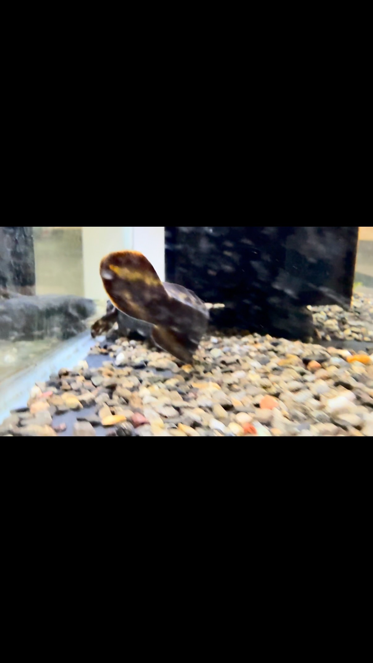 そしてもう1種…🐟