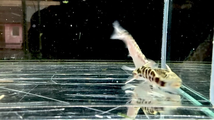 WILDゴールデンレオパードタティア 
