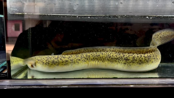 オオウナギ 57cm 