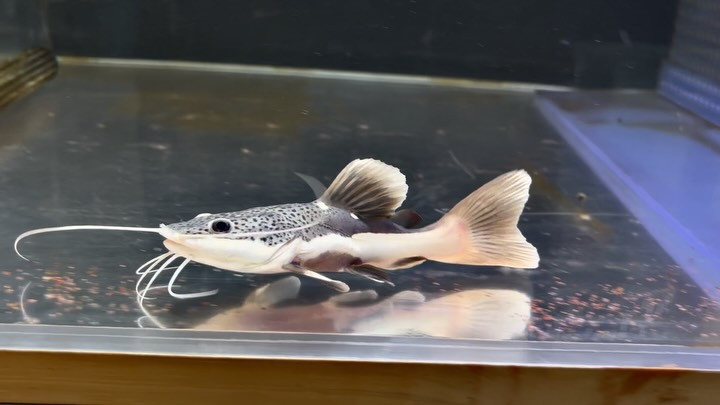 レッドテールキャットSB 14cm±
