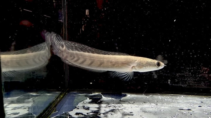 イエローマルリオイデス 17cm±