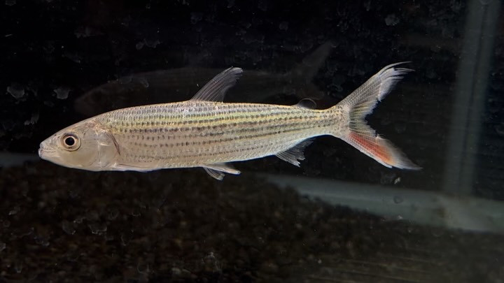 タイガーフィッシュ ビッタータス 14cm±② 