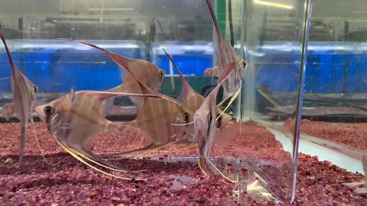 アルタムエンゼル 5〜6cm± 