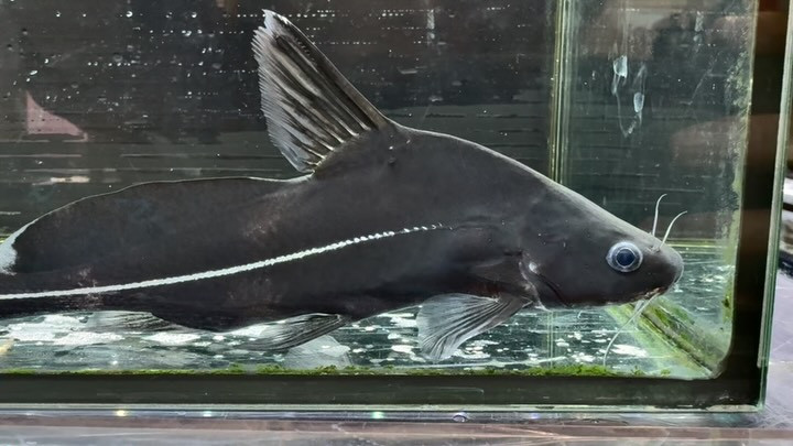 ブラックランサー 18cm前後 