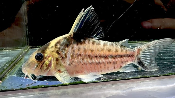 Co.ロブスタス フマイタ産 9〜9.5㎝±