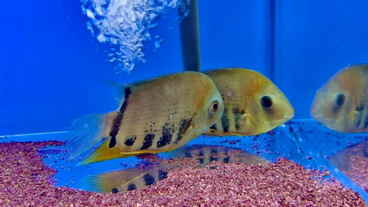 マルチカラーセベラム 14〜16㎝± 