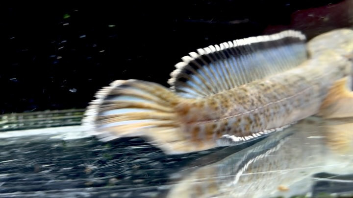 チャンナ パルダリス 17㎝± 