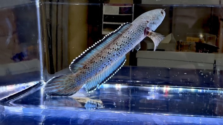 チャンナ ビプリ 16㎝± 