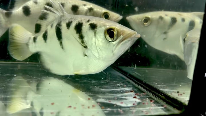 本日入荷🐟前回より大きめのサイズが