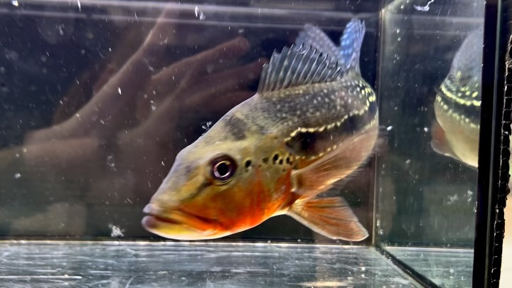 キクラ フォーゴ ② 24cm± ブリード