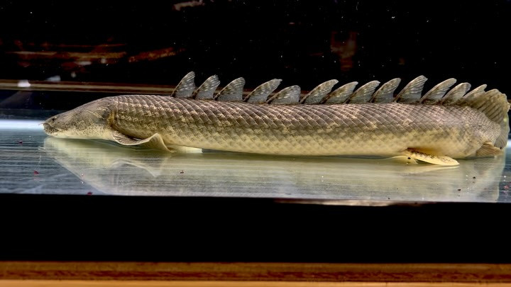 Po.ラプラディ サンカラニ川産 59cm