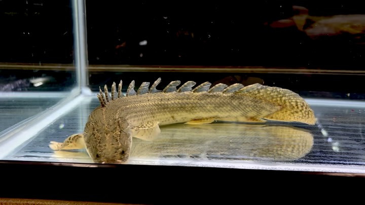Po.ビキールsp コウロントン ①44cm±