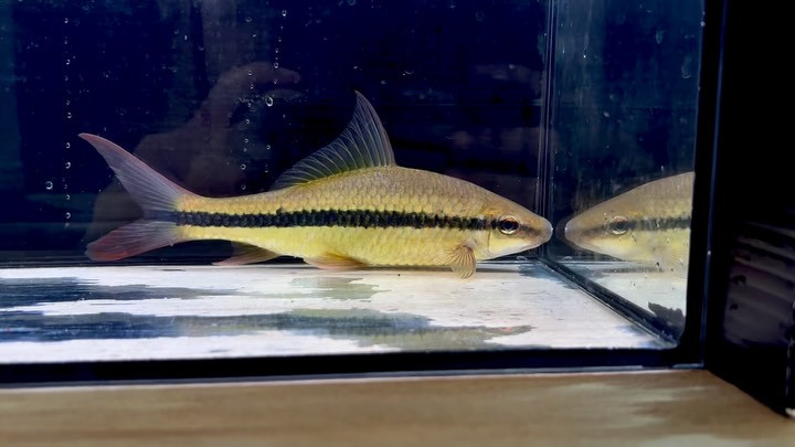 新入荷
