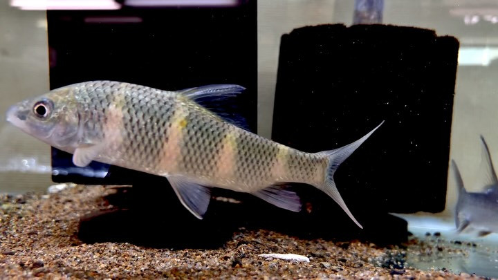 中国クラウンバルブ 15〜16cm±