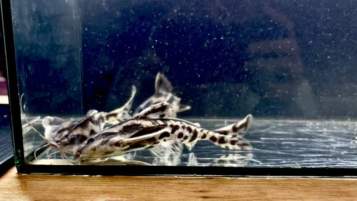 メガロドラス 12〜15㎝± ペルー便