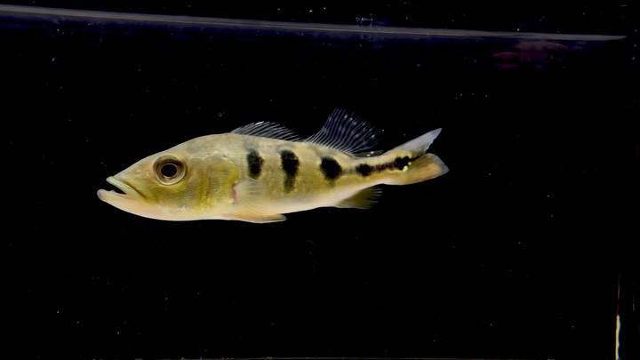 キクラ ケルベリー 12㎝± 