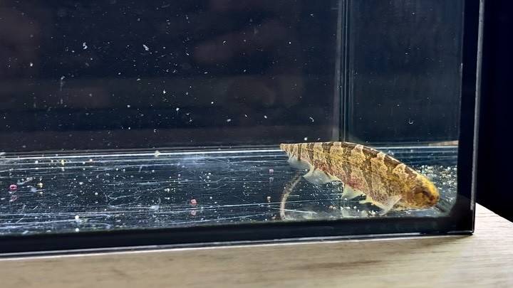 リーフナイフフィッシュ ① 15cm  ペルー便
