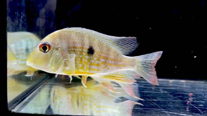 Geo.sp.カクエタ  コロンビア便