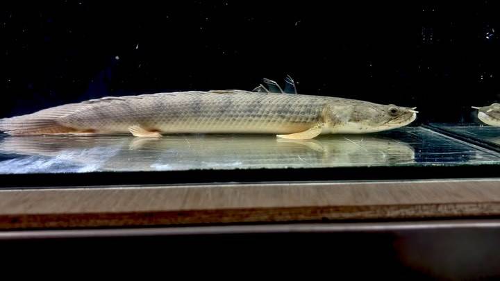Po.コンギクス コンゴ産 27cm①