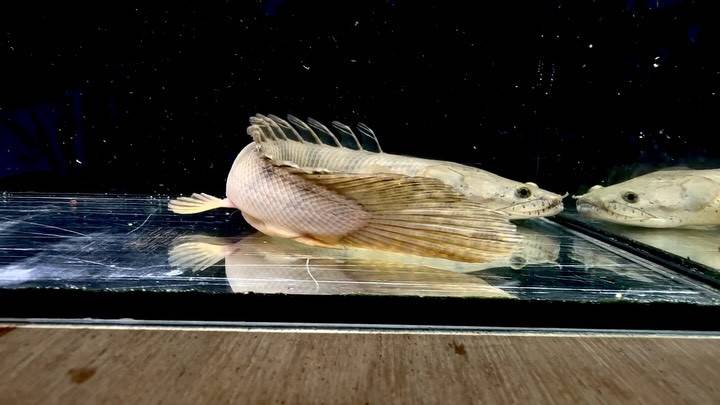 Po.コンギクス コンゴ産 27cm②